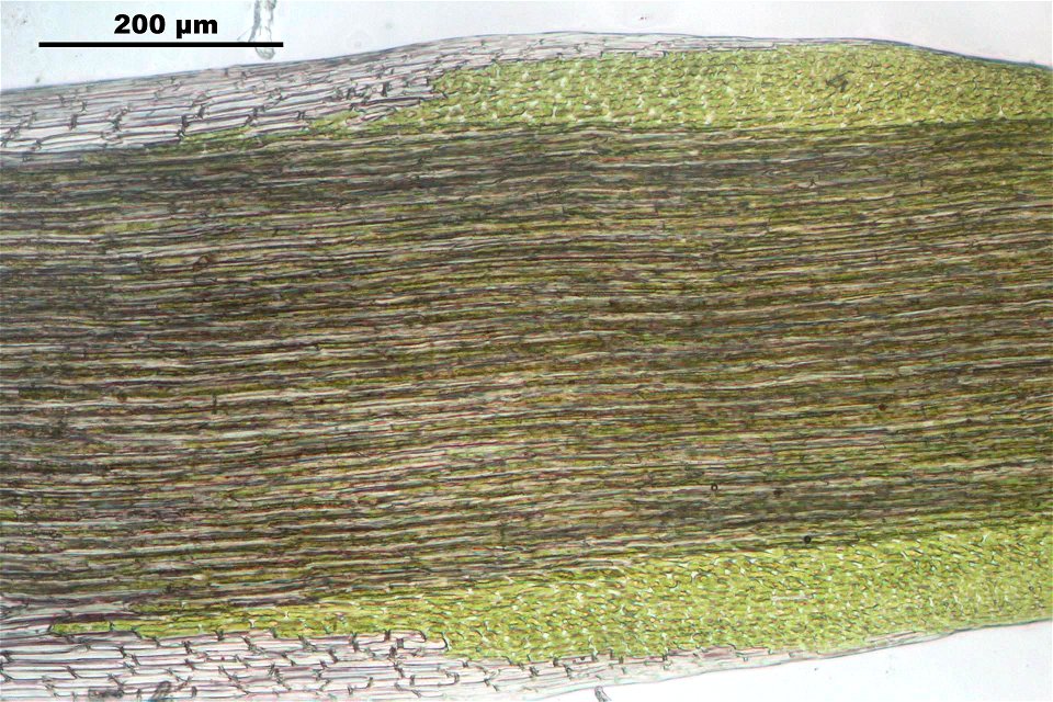 Campylopus introflexus