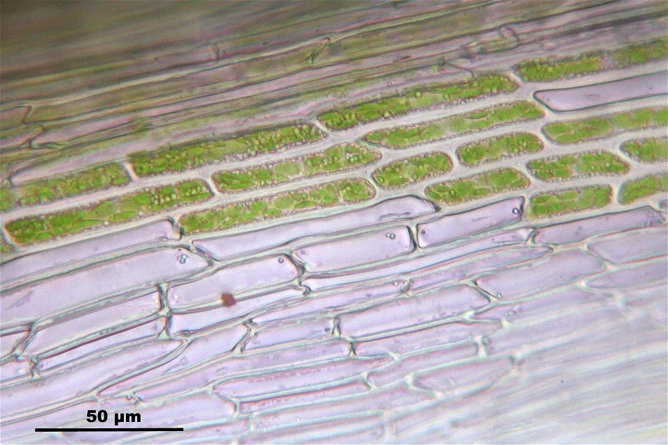 Campylopus introflexus