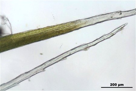 Campylopus introflexus