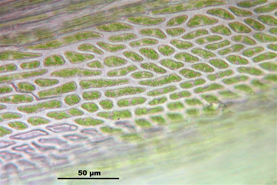 Campylopus introflexus