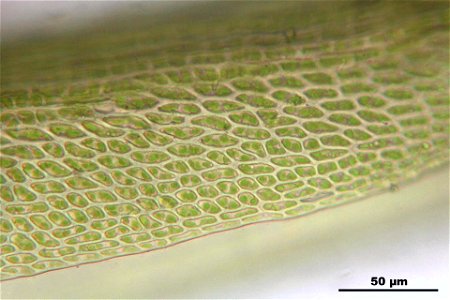 Campylopus introflexus