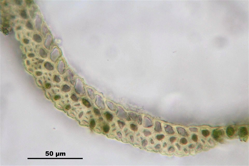 Campylopus introflexus