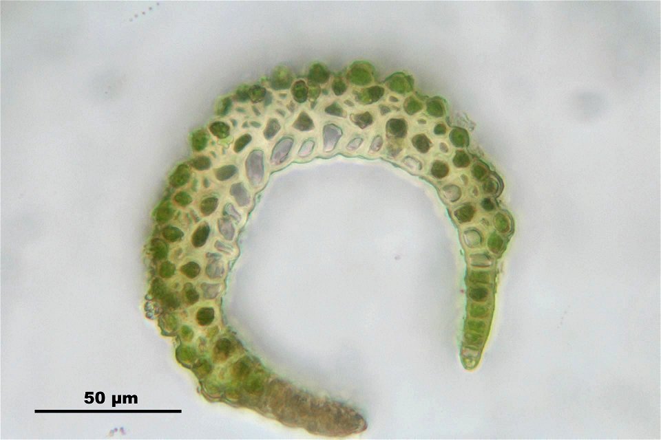 Campylopus introflexus