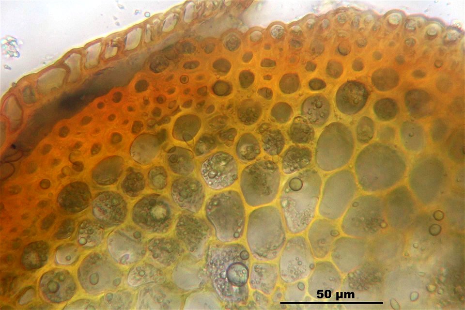 Campylopus introflexus