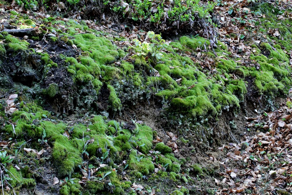 Campylopus introflexus