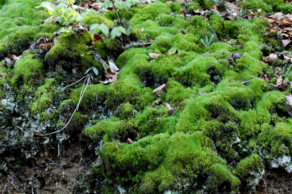 Campylopus introflexus
