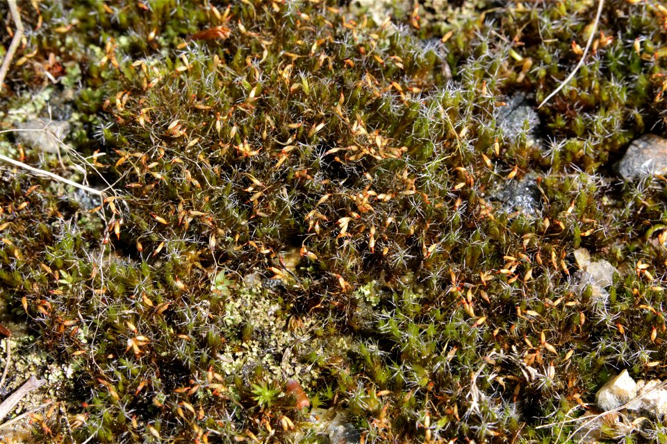 Campylopus introflexus
