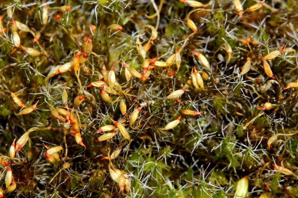 Campylopus introflexus