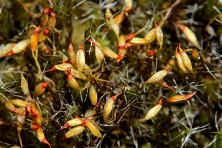 Campylopus introflexus
