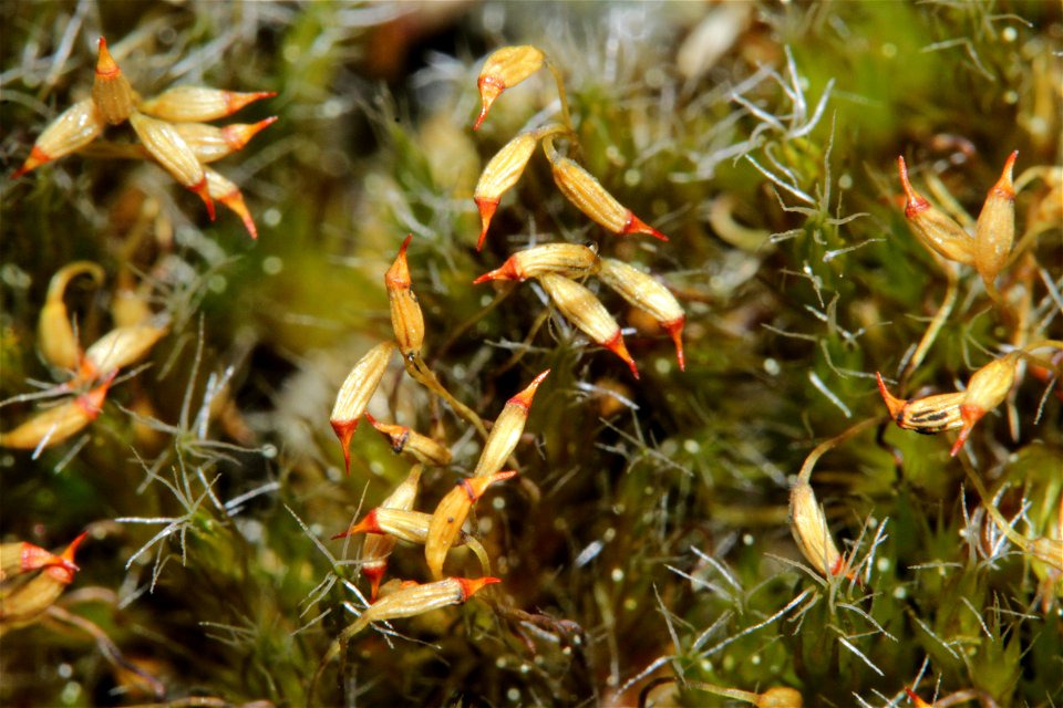 Campylopus introflexus