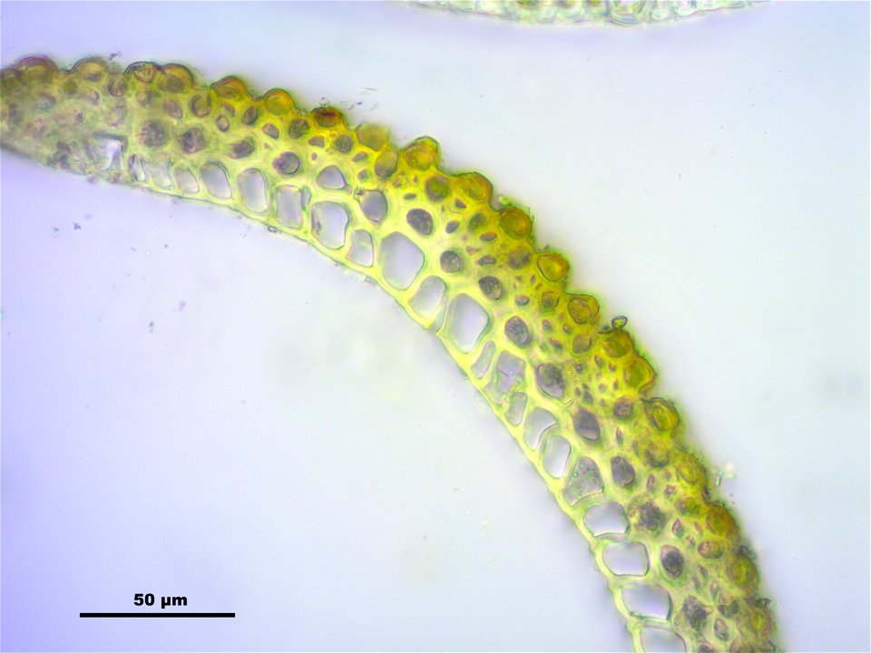 Campylopus introflexus