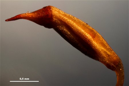 Campylopus introflexus