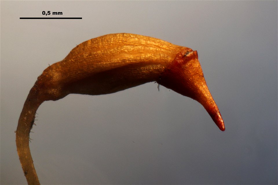 Campylopus introflexus