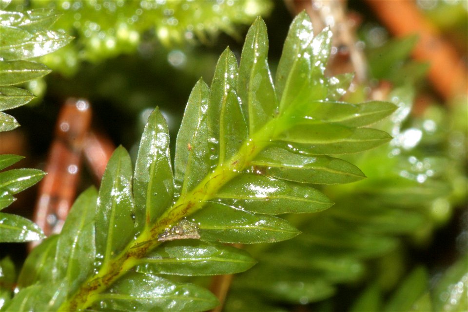 Fissidens adianthoides