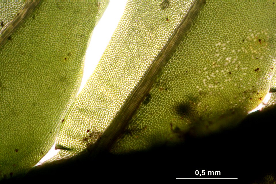 Fissidens adianthoides