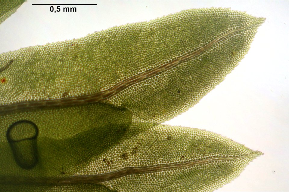 Fissidens adianthoides