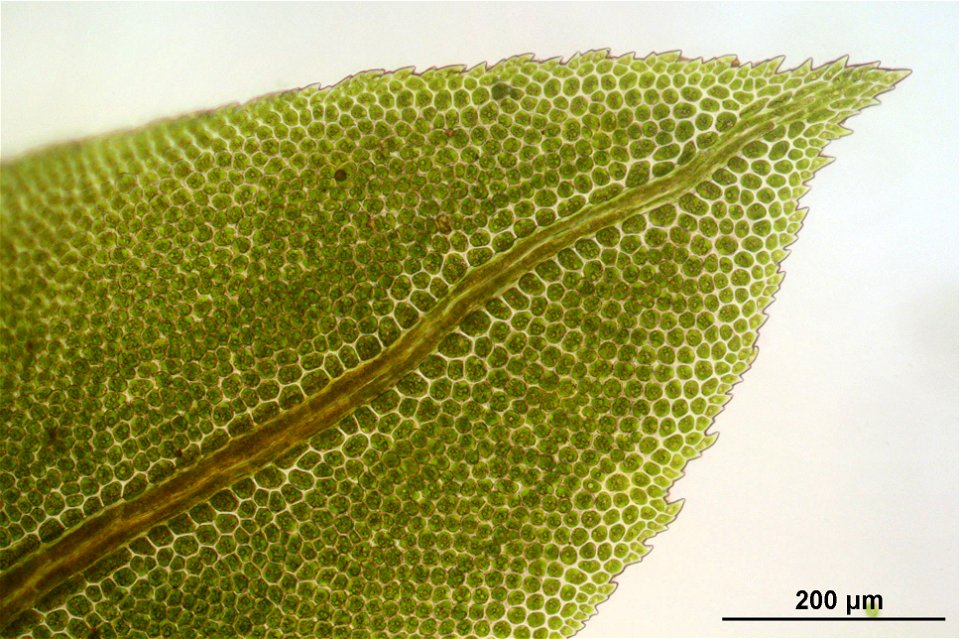 Fissidens adianthoides