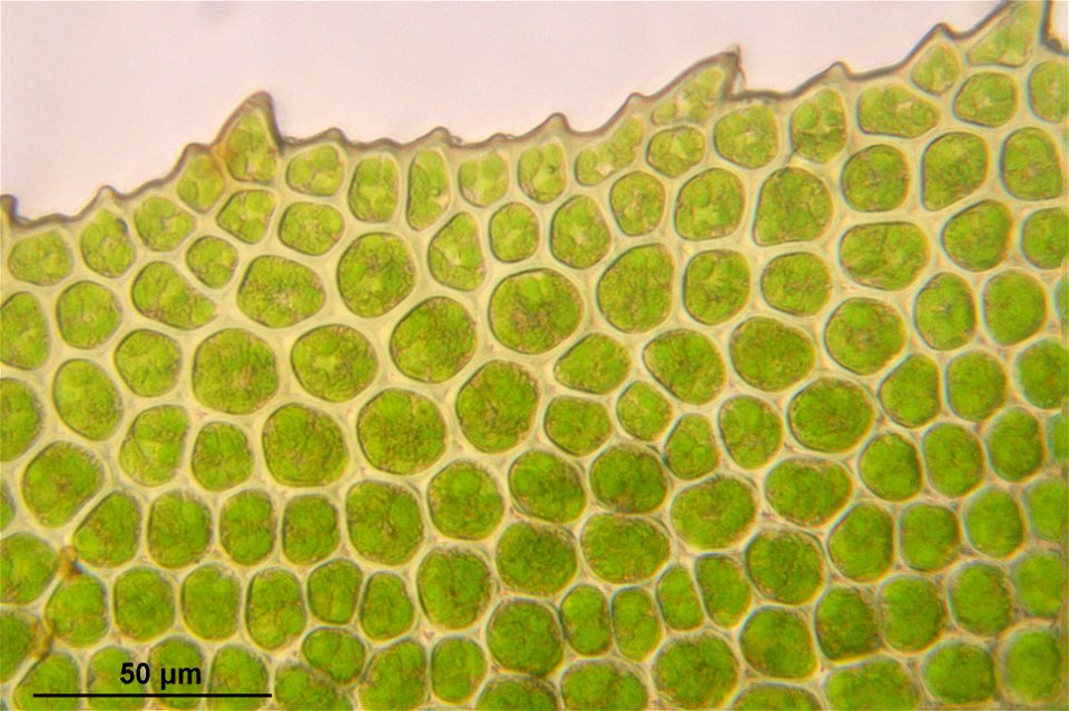 Fissidens adianthoides