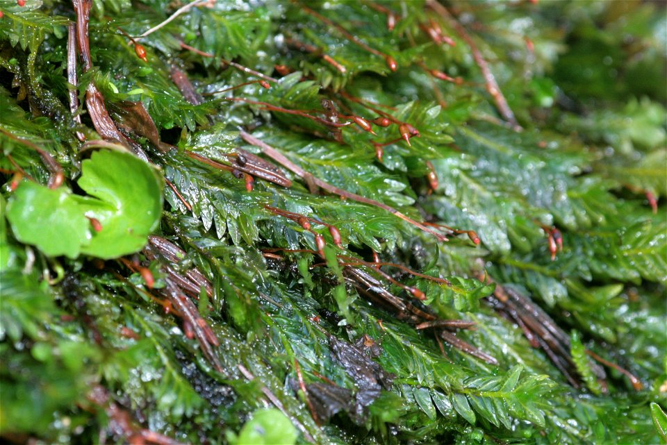 Fissidens adianthoides