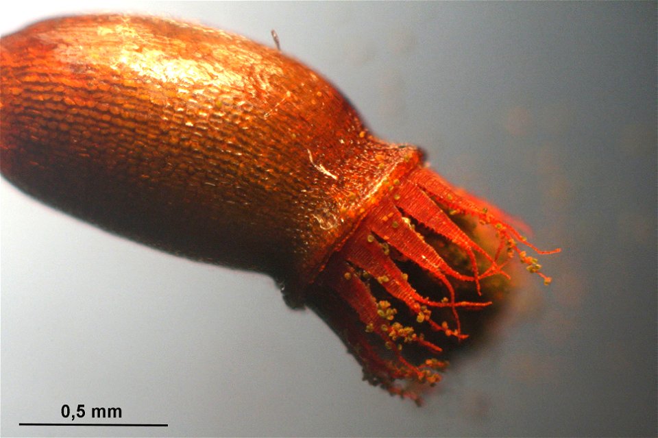 Fissidens adianthoides