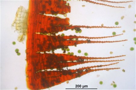 Fissidens adianthoides