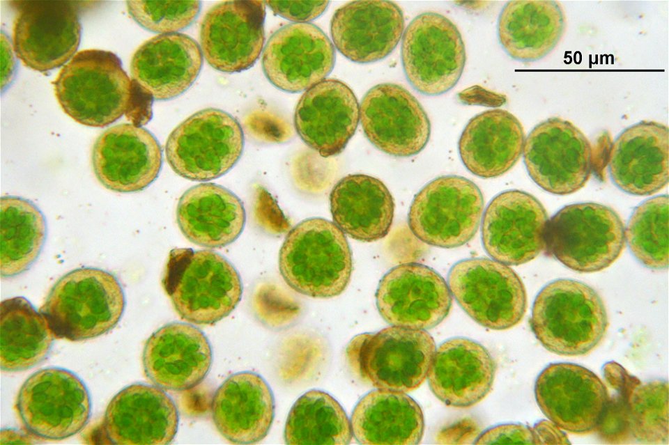 Fissidens adianthoides