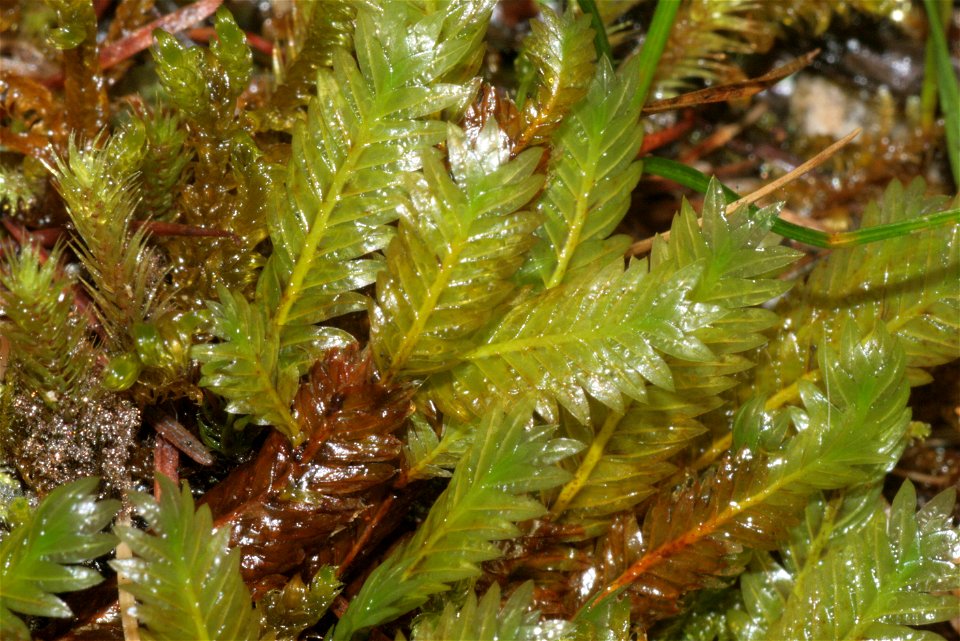 Fissidens adianthoides