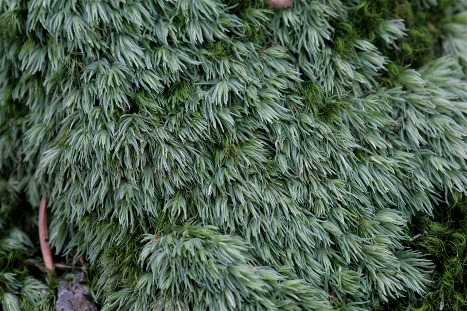Leucobryum juniperoideum