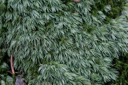Leucobryum juniperoideum