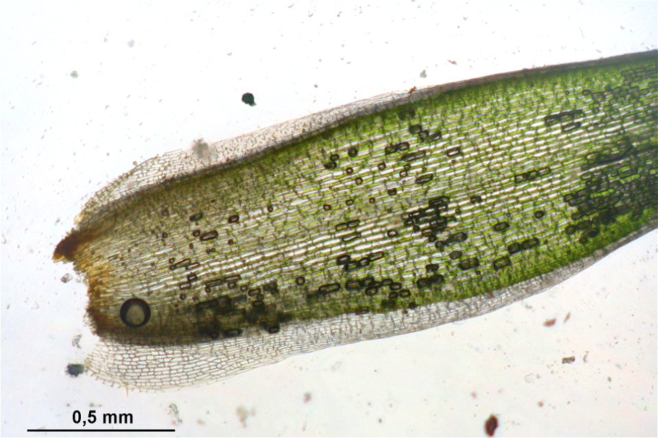 Leucobryum juniperoideum