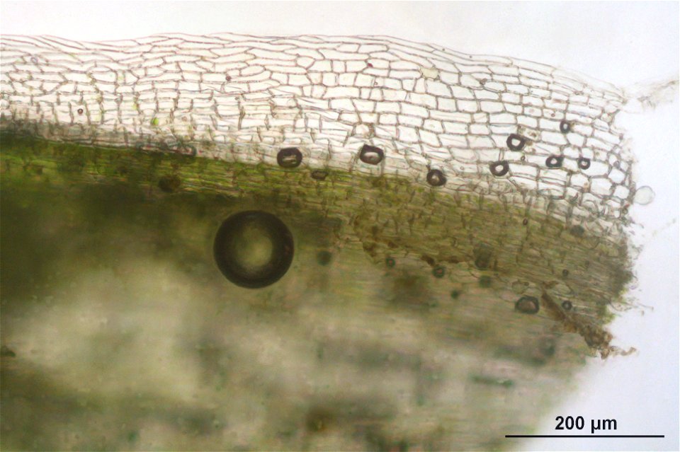 Leucobryum juniperoideum