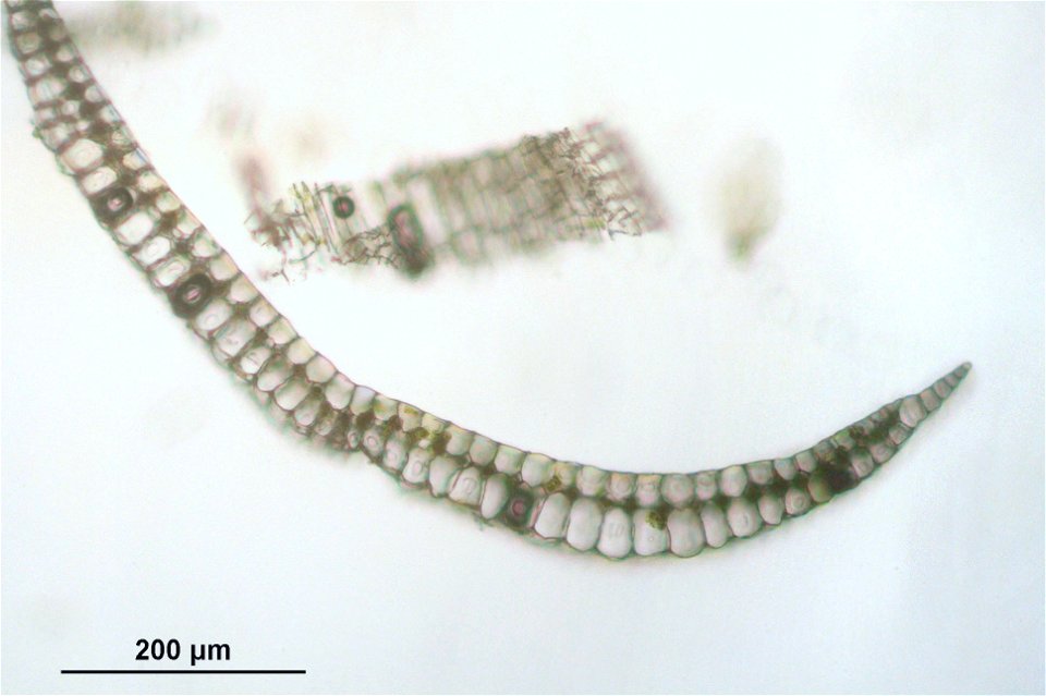 Leucobryum juniperoideum