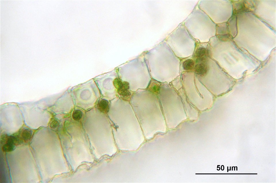 Leucobryum juniperoideum