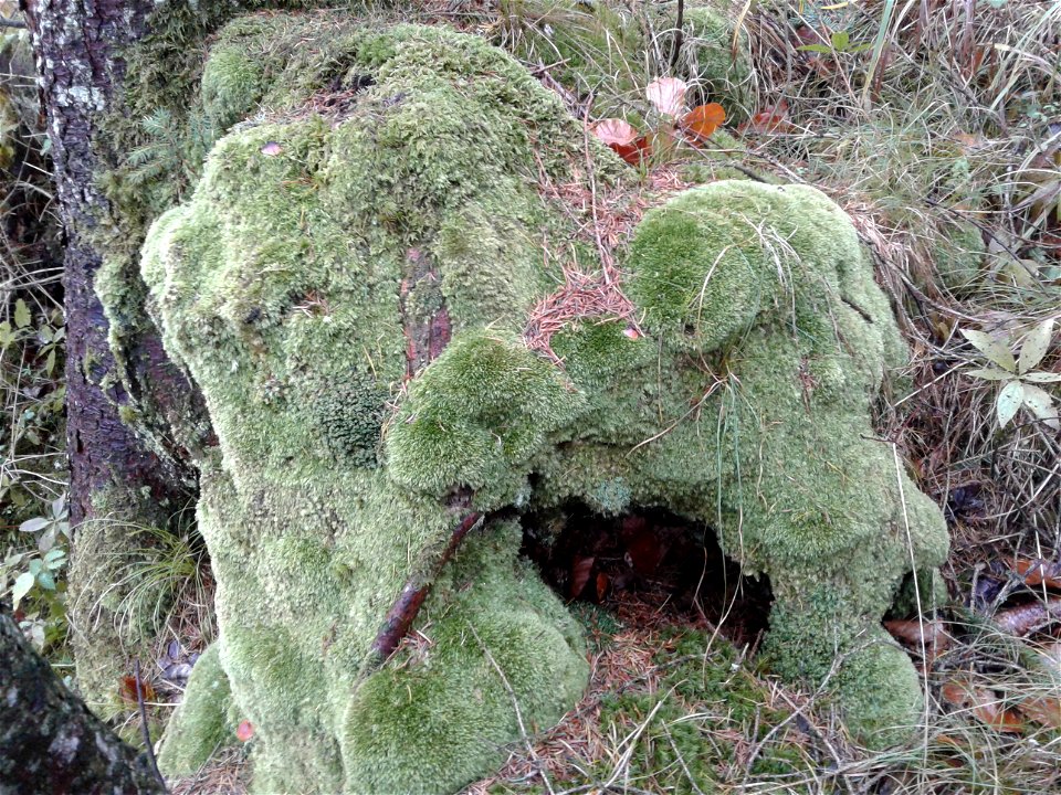 Leucobryum juniperoideum