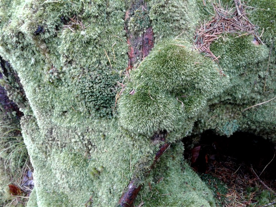 Leucobryum juniperoideum