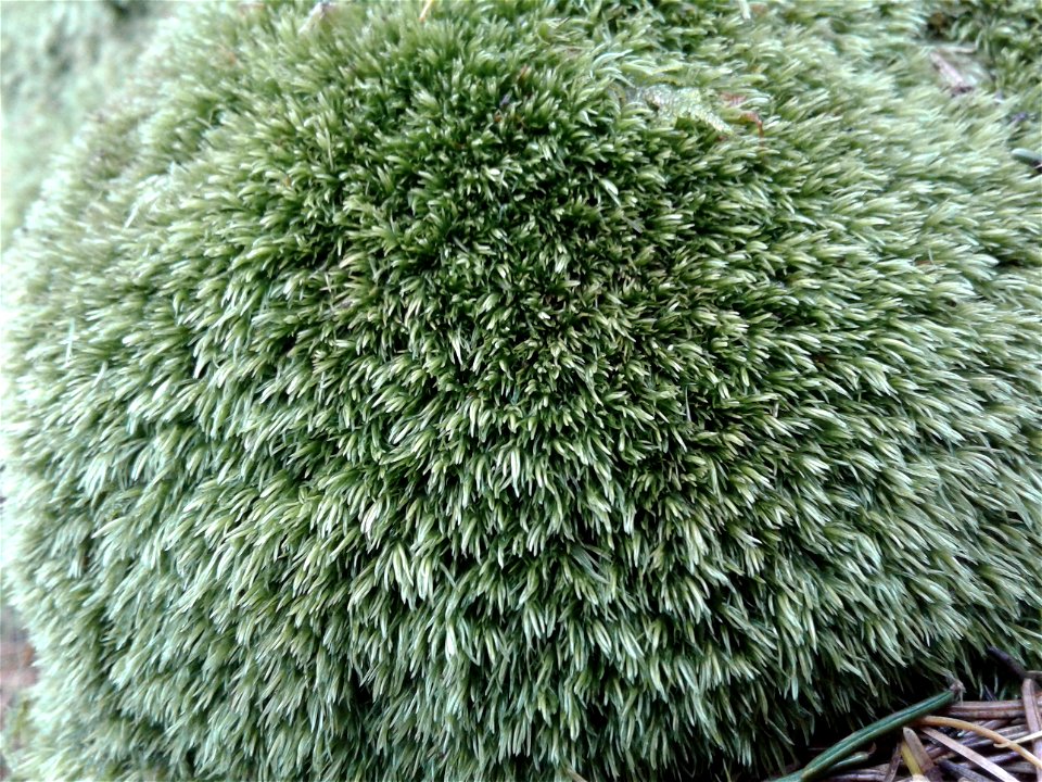 Leucobryum juniperoideum