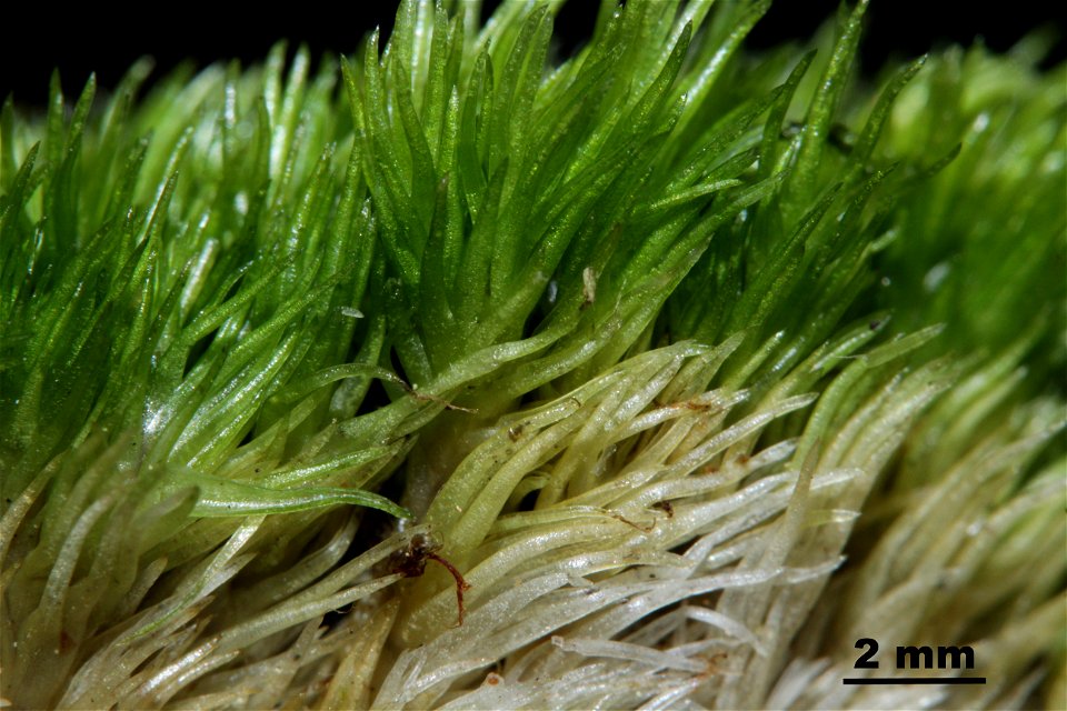 Leucobryum juniperoideum