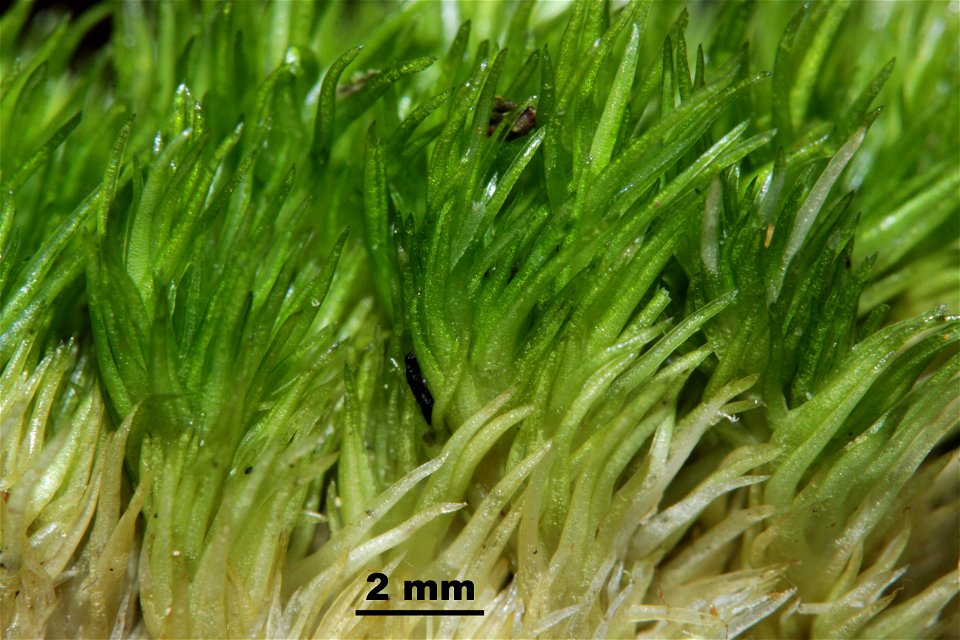 Leucobryum juniperoideum