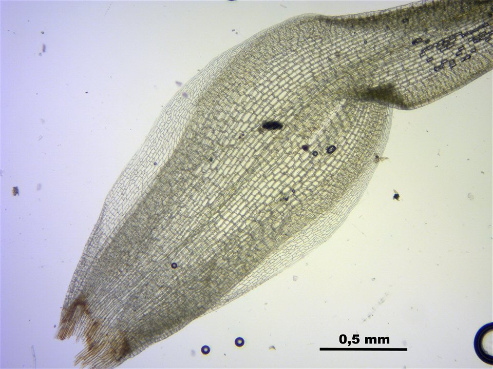 Leucobryum juniperoideum