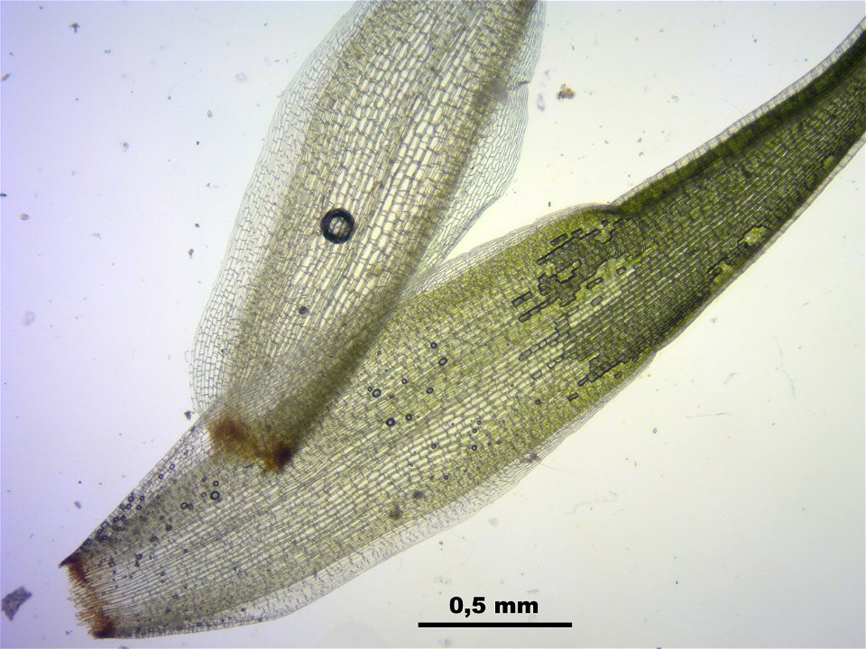Leucobryum juniperoideum