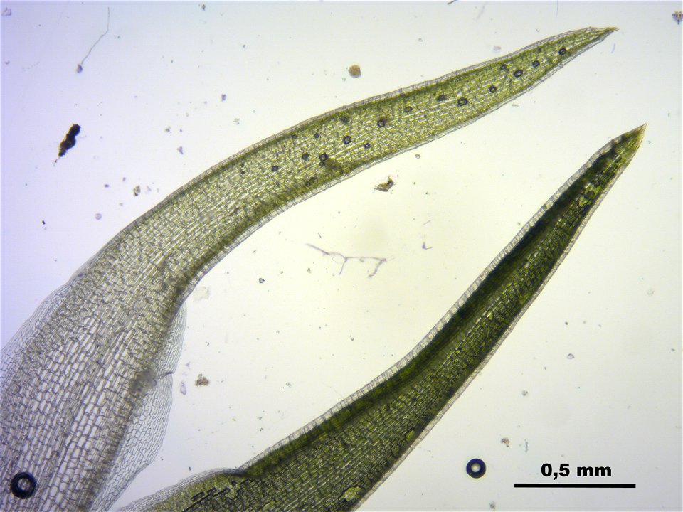 Leucobryum juniperoideum