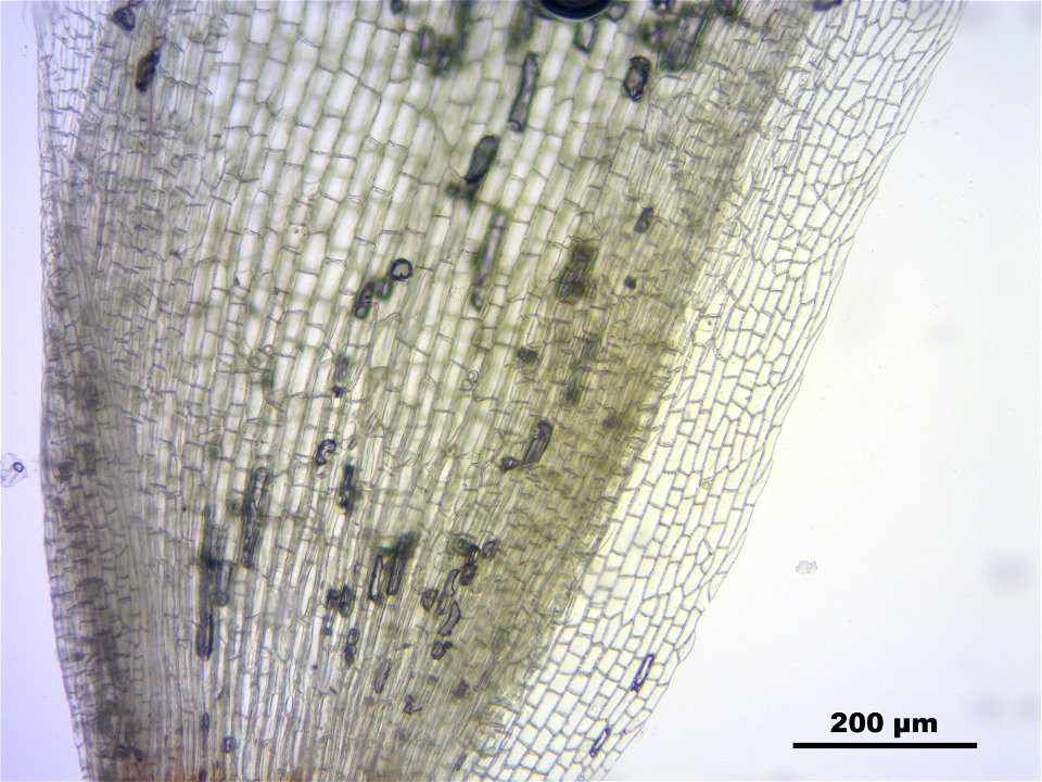 Leucobryum juniperoideum