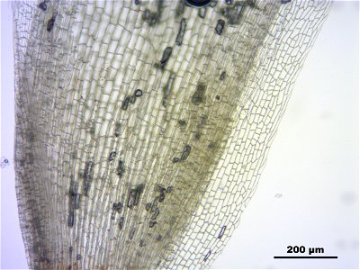 Leucobryum juniperoideum