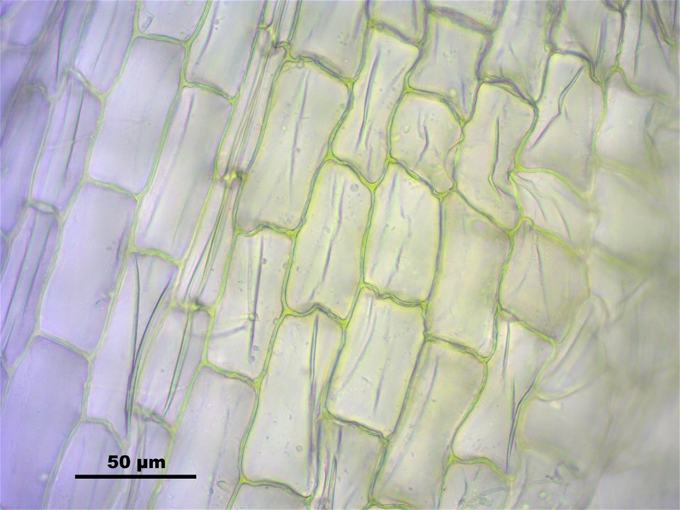 Leucobryum juniperoideum