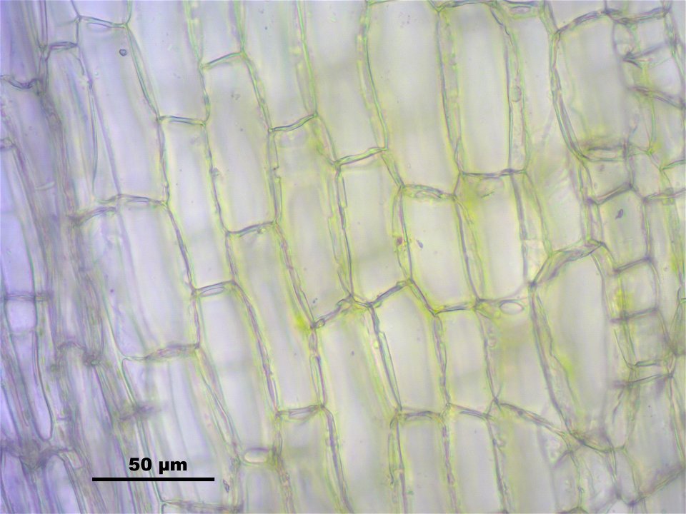 Leucobryum juniperoideum