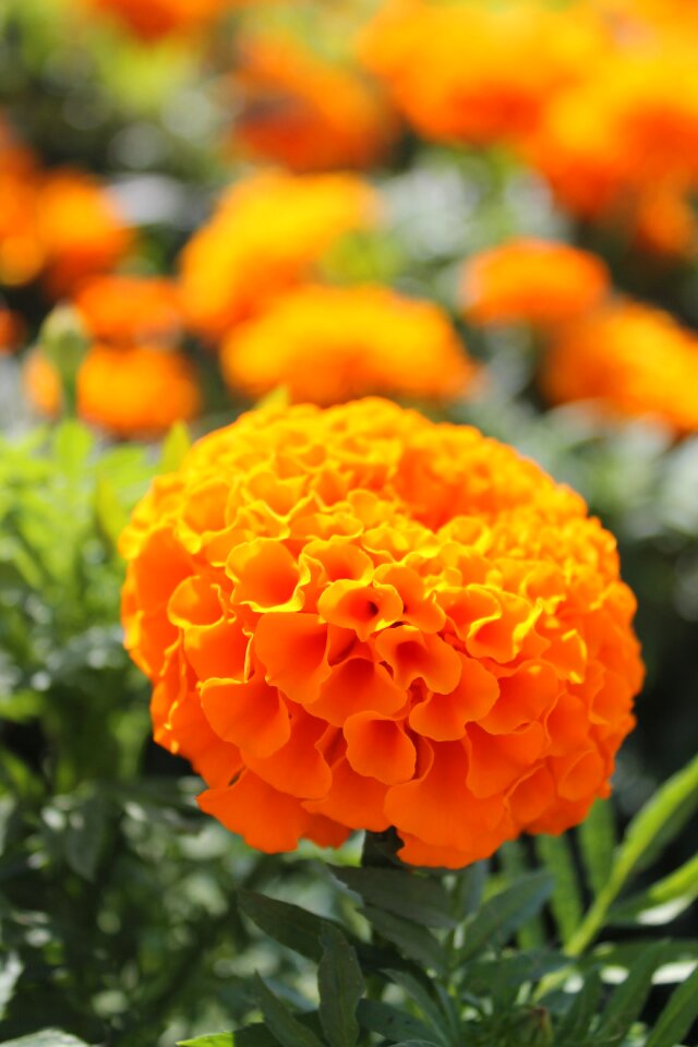 Summer marigold orange