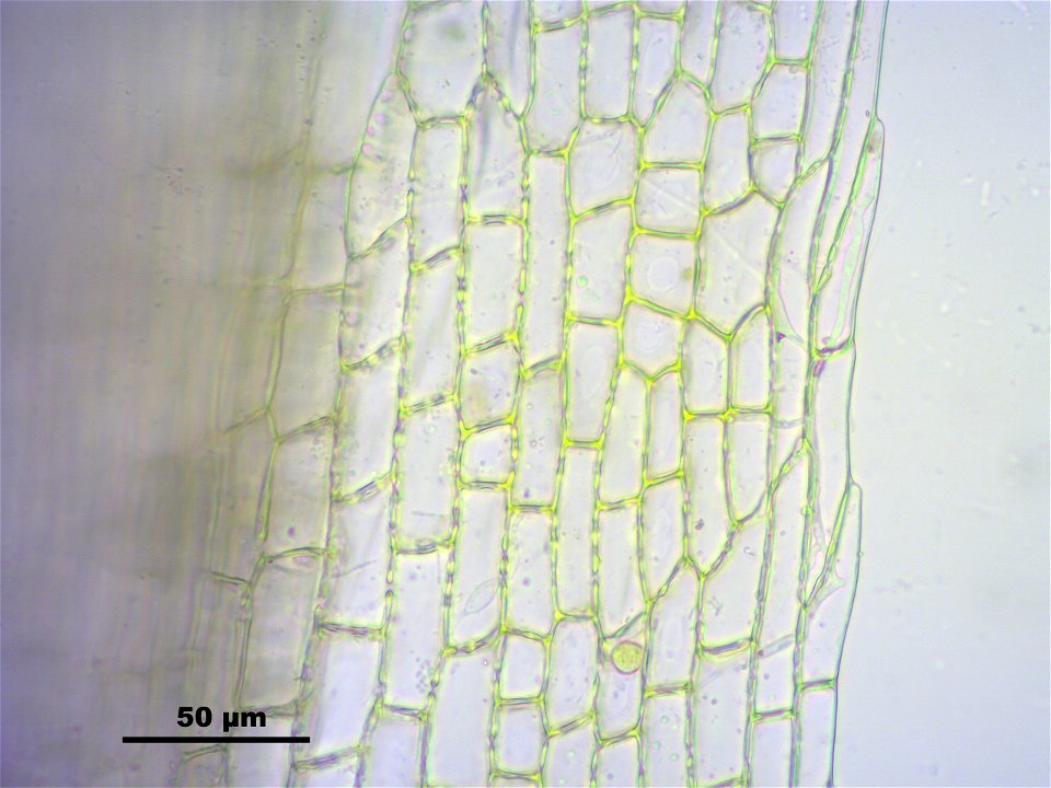 Leucobryum juniperoideum