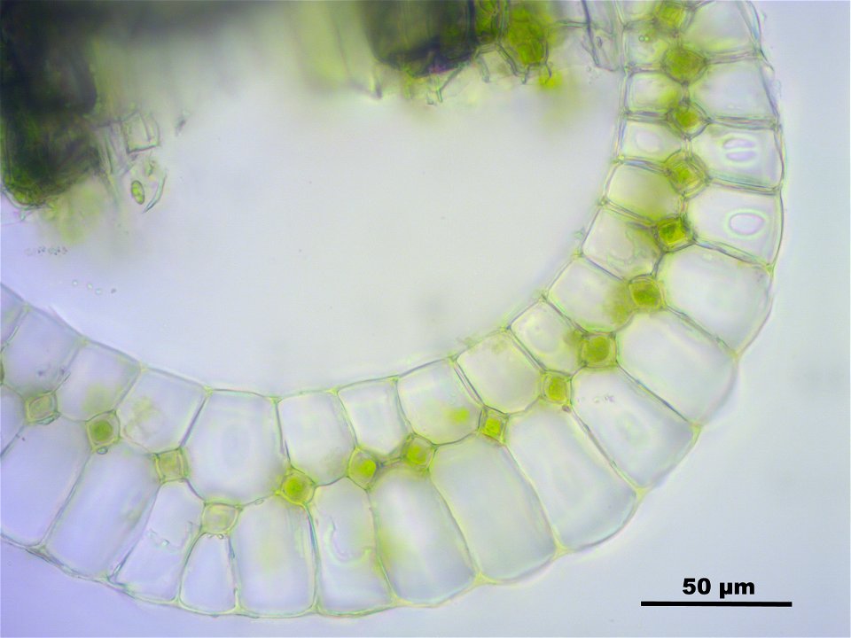 Leucobryum juniperoideum