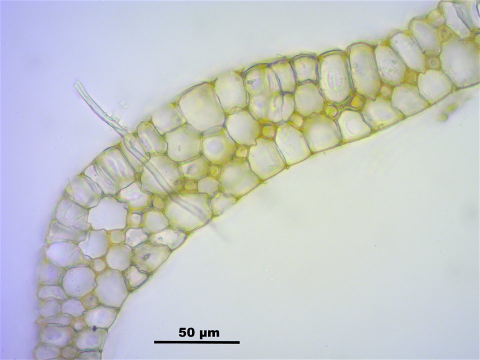 Leucobryum juniperoideum