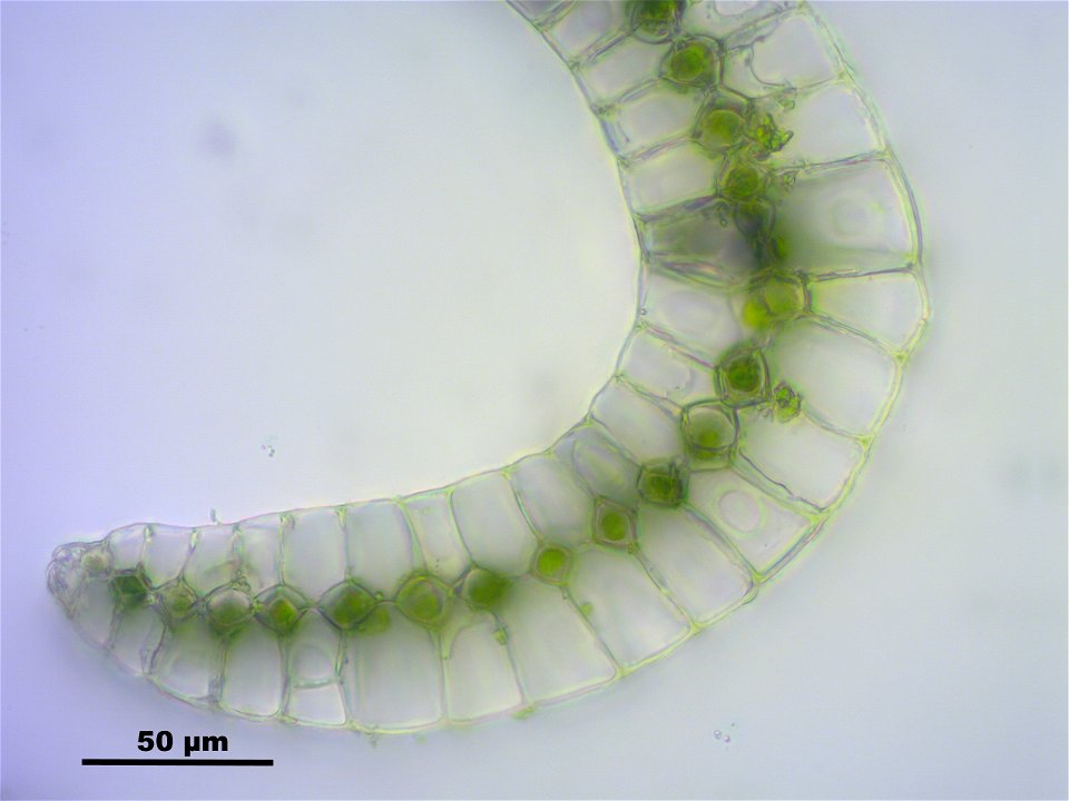 Leucobryum juniperoideum